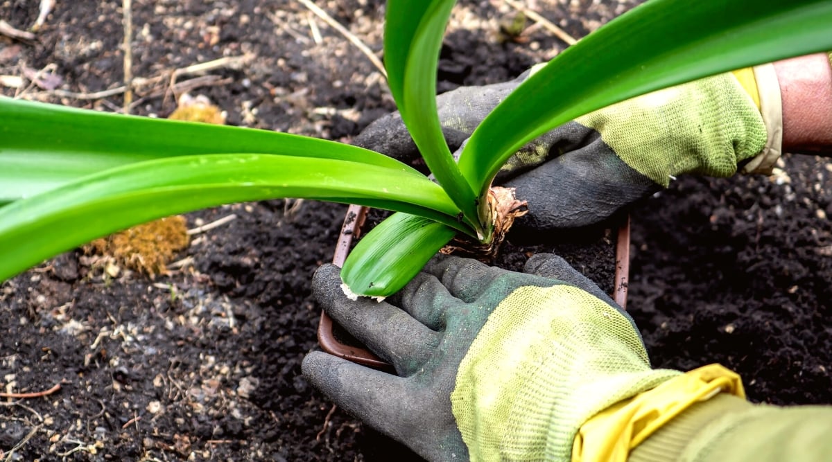 Close-up of a gardener's hands transplanting an amaryllis plant from a plastic pot into soil in the garden. The gardener's hands are dressed in green and black gloves. The Amaryllis plant exhibits graceful and strappy leaves. These leaves, arising from the base of the plant, are long, lance-shaped, and lush green in color.