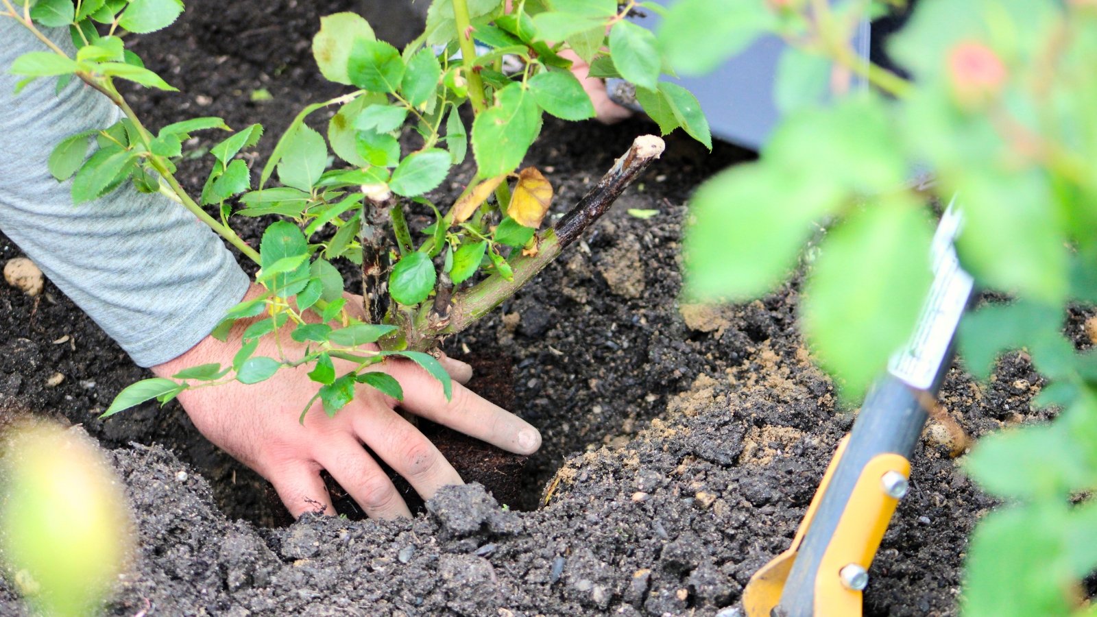 Close-up of a gardener replanting a rose bush into soil in the garden.