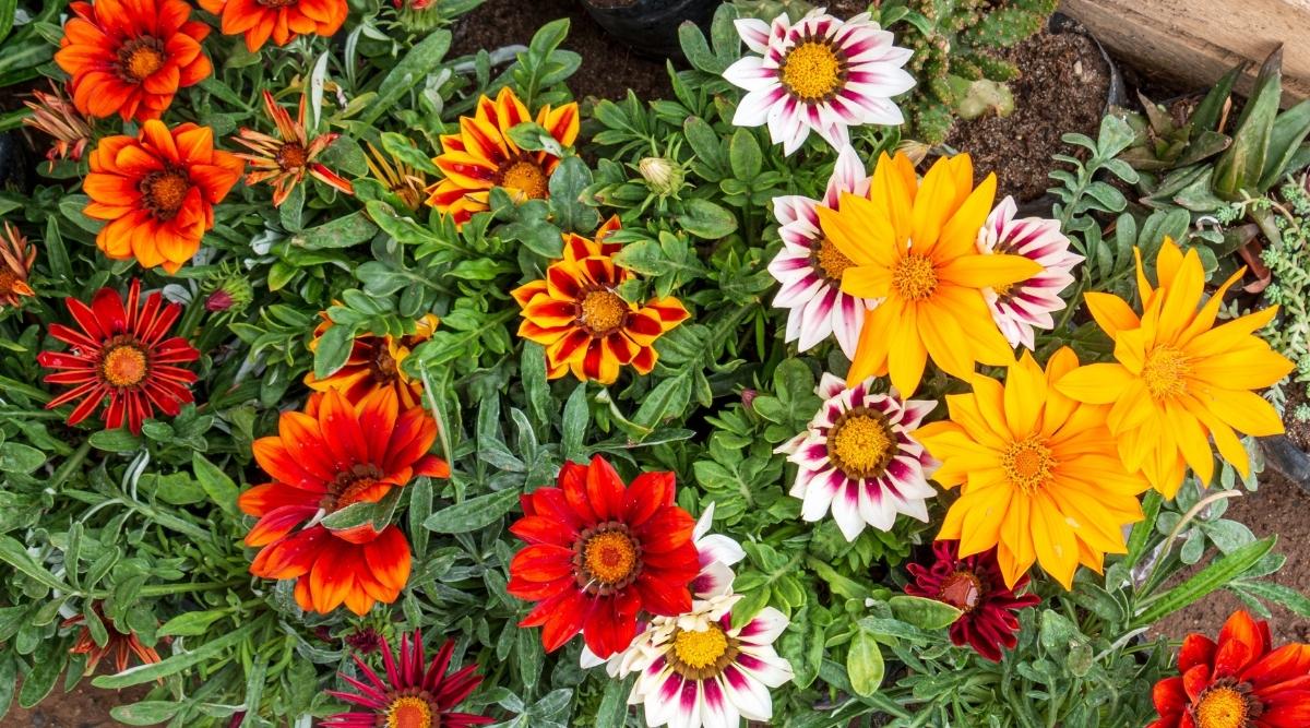 Treasure Flower