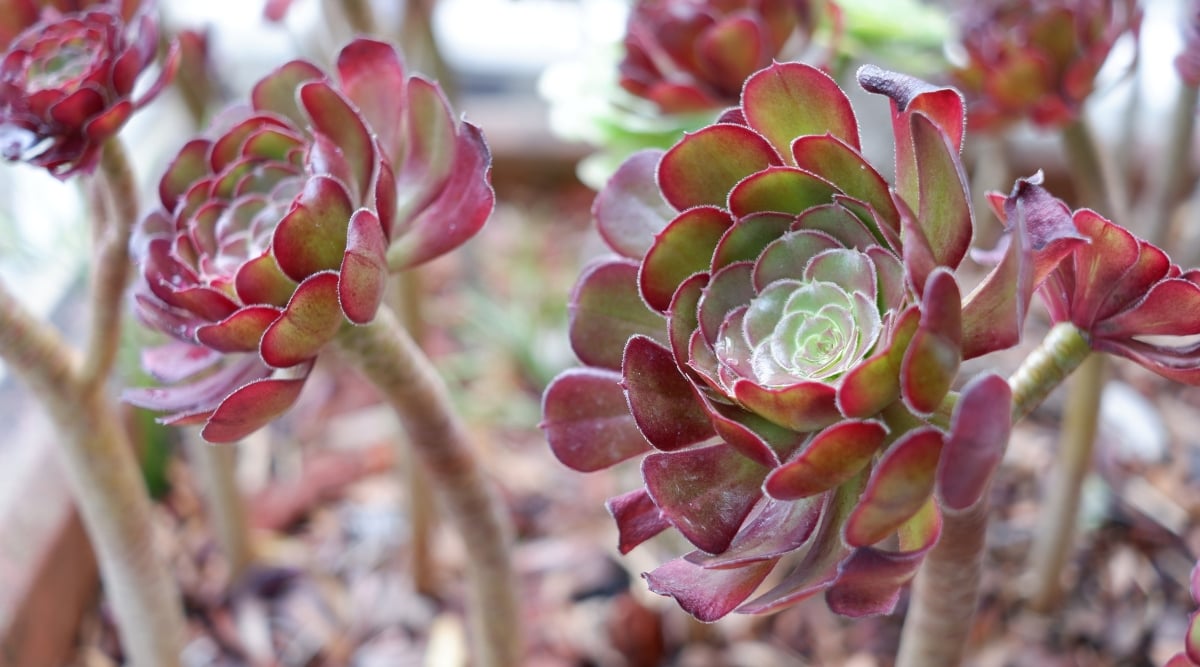 A close-up features several Tree Aeonium succulents growing in a pot. The rosettes of fleshy leaves are tightly packed together, forming a low, dome-shaped mound. The leaves are a mix of burgundy and green, with some variations in shade and hue.
