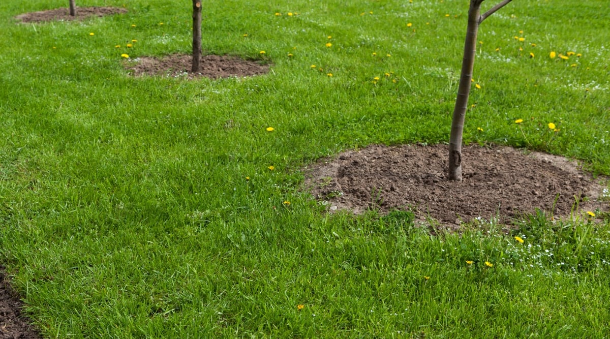 Close-up of a green lawn and freshly planted young trees in the garden. The grass is low, bright green with bright yellow dandelions anywhere.