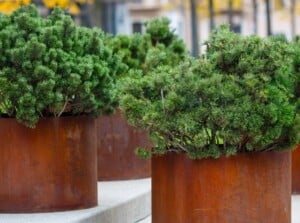 Bushy trees with green leaves elegantly flourish inside weathered, rust-covered metal pots, adding rustic charm to the surroundings. The contrast between the verdant foliage and the aged, rusty containers creates a captivating visual composition.