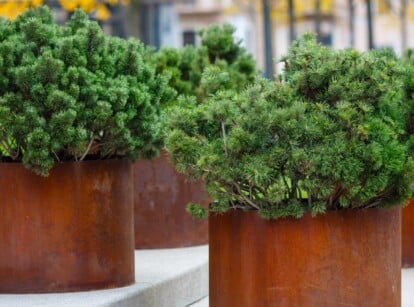 Bushy trees with green leaves elegantly flourish inside weathered, rust-covered metal pots, adding rustic charm to the surroundings. The contrast between the verdant foliage and the aged, rusty containers creates a captivating visual composition.