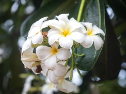 Close-up of a Plumeria alba plant with tropical white flowers. The plant produces clusters of waxy, white flowers with yellow centers. The flowers are adorned with five delicate, overlapping petals, contrast beautifully against the glossy, dark green foliage.