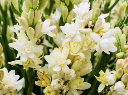 Clusters of tuberose flowers form lush bouquets, their pristine white petals catching the light. Alongside, slender stems and delicate buds add depth to the arrangement. A harmonious blend of fragrance and elegance, captured in nature's meticulous artistry.