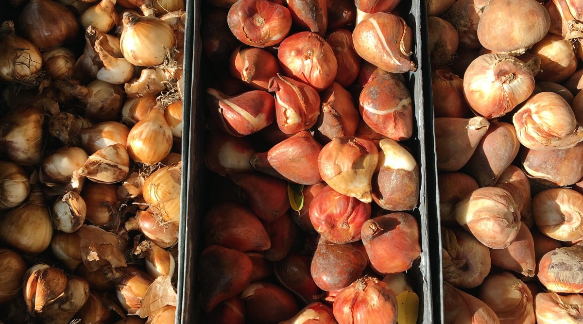 Close-up of three rectangular cardboard boxes full of different varieties of tulip bulbs. Tulip bulbs are small, oval-shaped structures enclosed in a brown, papery outer skin.