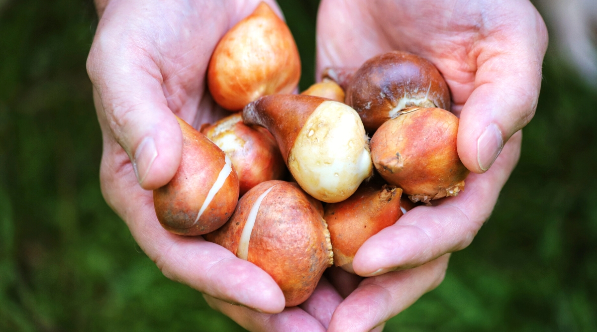 Close-up of several tulip bulbs in male hands against a blurry green background. Tulip bulbs are medium in size, with a teardrop shape. Encased in a brown, papery outer layer, these bulbs feature a firm and compact structure.