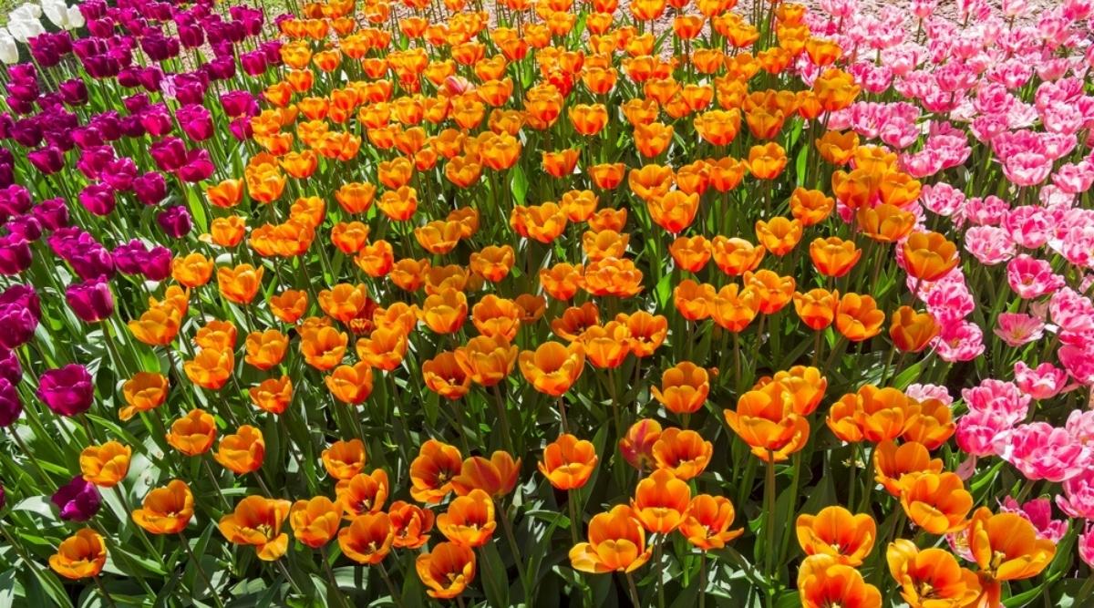 Tulip