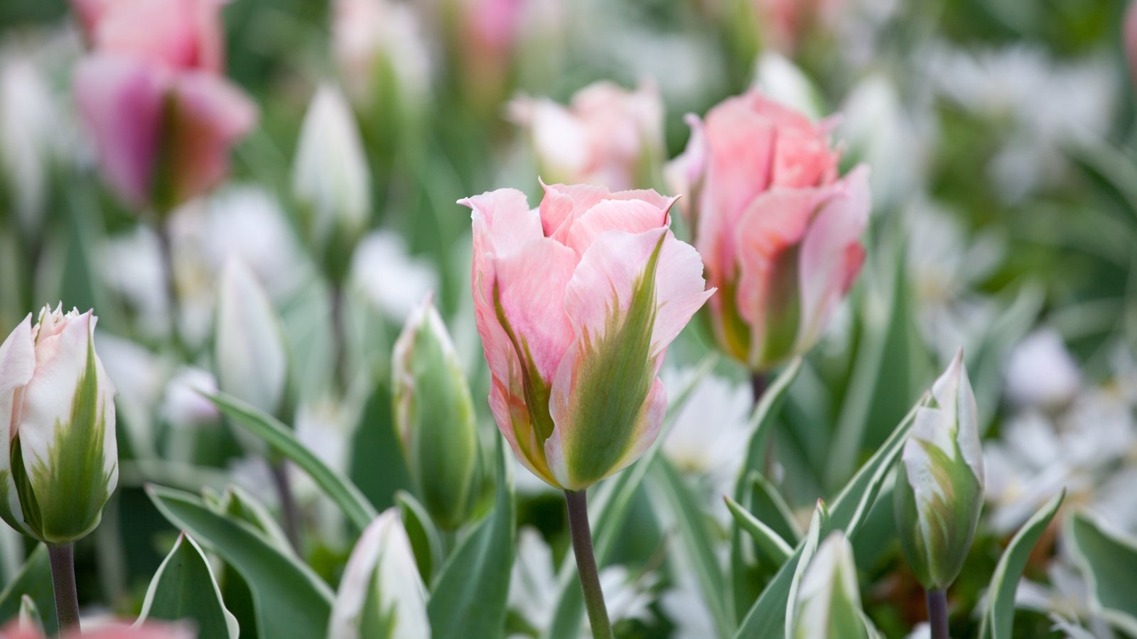 Broad green leaves with creamy white edges frame pink tulip blooms with delicate green streaks, their sturdy stems standing tall in the garden.
