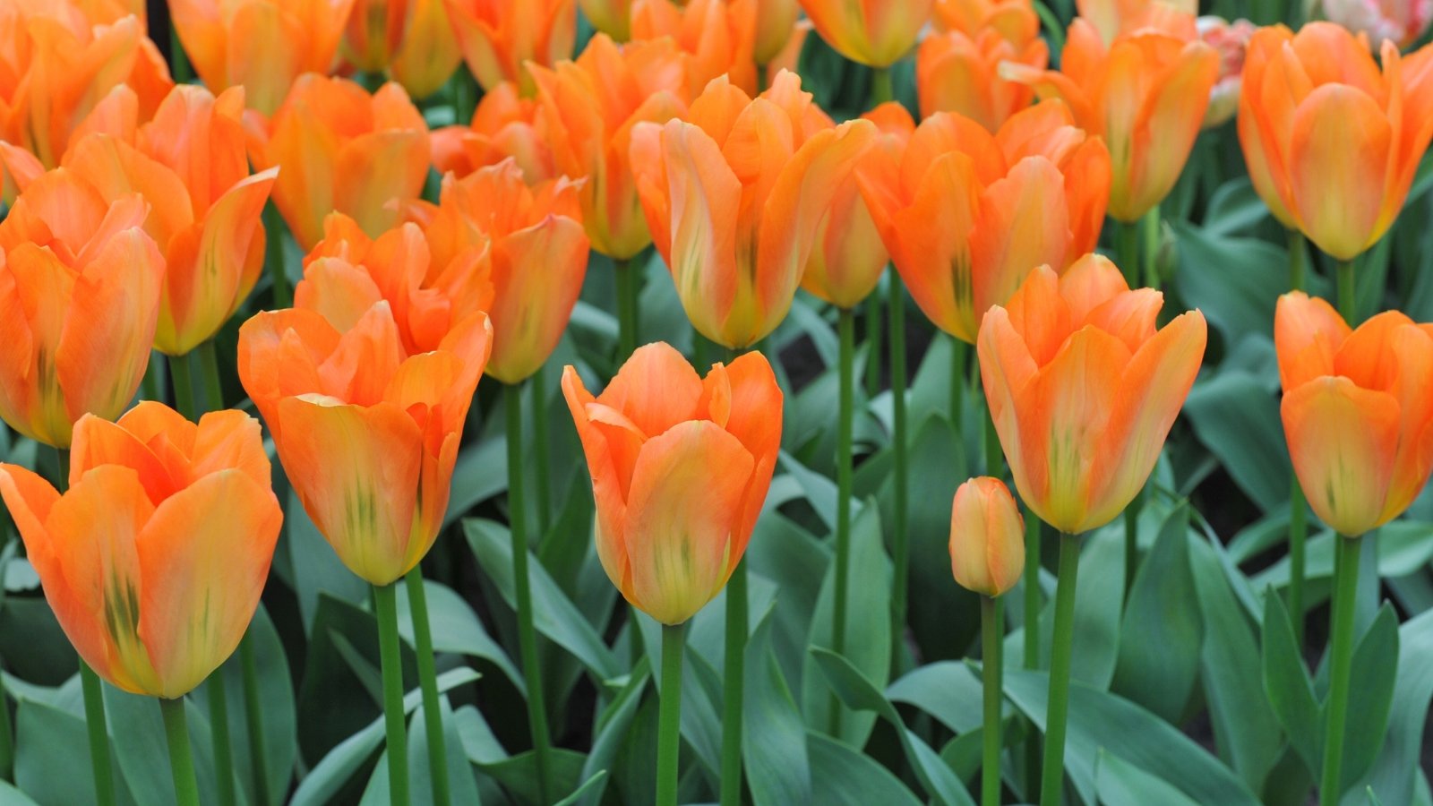 Close-up of Tulipa fosteriana 'Orange Emperor' in bloom. Tulipa fosteriana 'Orange Emperor' is distinguished by its sturdy stems adorned with glossy, lance-shaped leaves. The large, goblet-shaped flowers boast vibrant orange petals with a slightly darker base and contrasting dark stamens at the center.