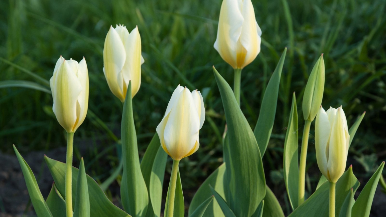 Close-up of blooming tulips fosteriana 'Purissima' in the garden. Tulipa fosteriana 'Purissima', commonly known as the White Emperor, presents a striking appearance with its robust stems supporting large, goblet-shaped blooms. Each flower showcases pristine white petals with a creamy-yellow base, creating a captivating contrast.