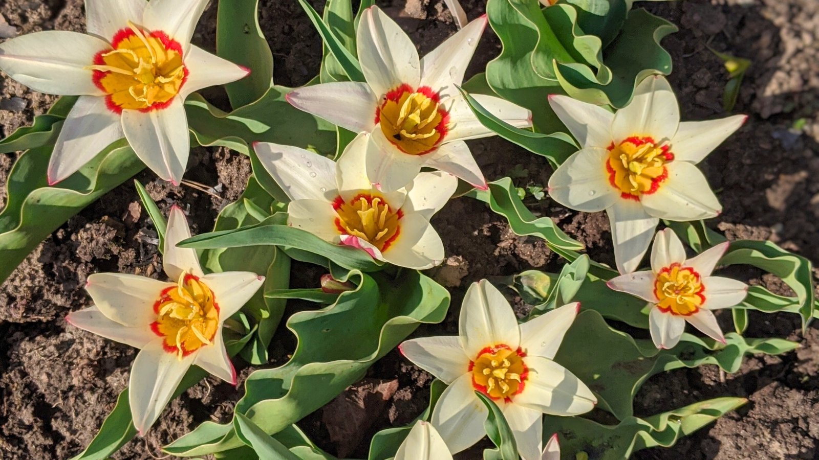 Top view close-up of blooming Tulipa kaufmanniana 'Ancilla' in a sunny garden. Tulip 'Ancilla' showcases elegant, broad leaves with a distinct gray-green hue. The blooms feature large, star-shaped petals with creamy white outer edges that gradually transition into soft shades of apricot and pink towards the center.