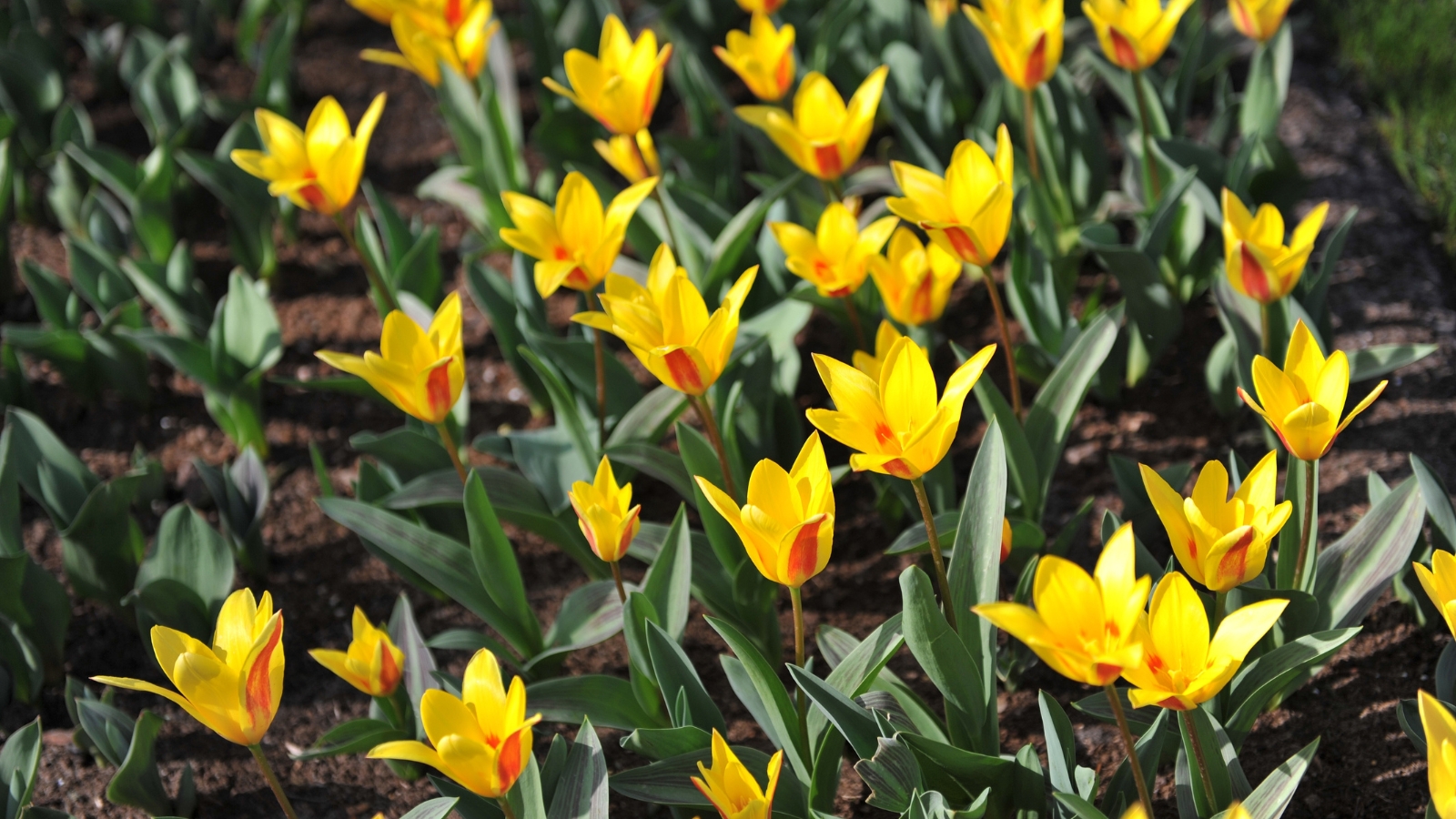 Close-up of flowering Tulipa kaufmanniana 'Giuseppe Verdi' plants in a flower bed. 'Giuseppe Verdi' boasts a charming appearance with its sturdy stems supporting large, star-shaped blooms. Each flower showcases yellow petals with a vibrant red blush towards the base, creating a captivating contrast. The blooms rise above a backdrop of slender, green leaves