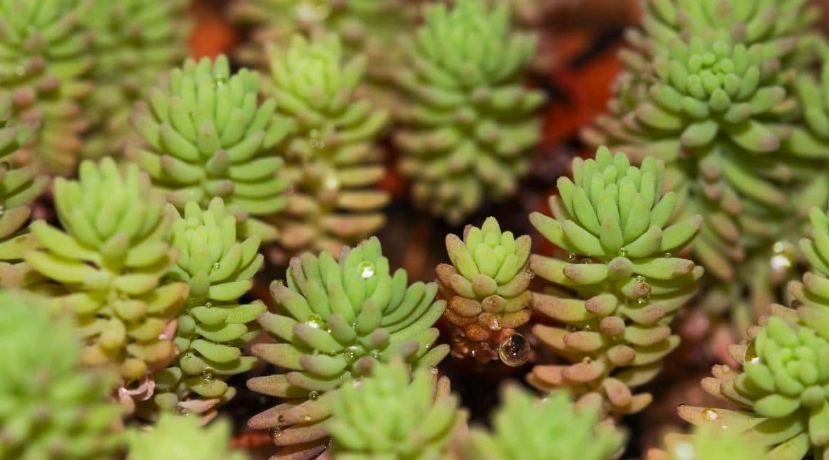 Turkish Stonecrop With Water Droplets