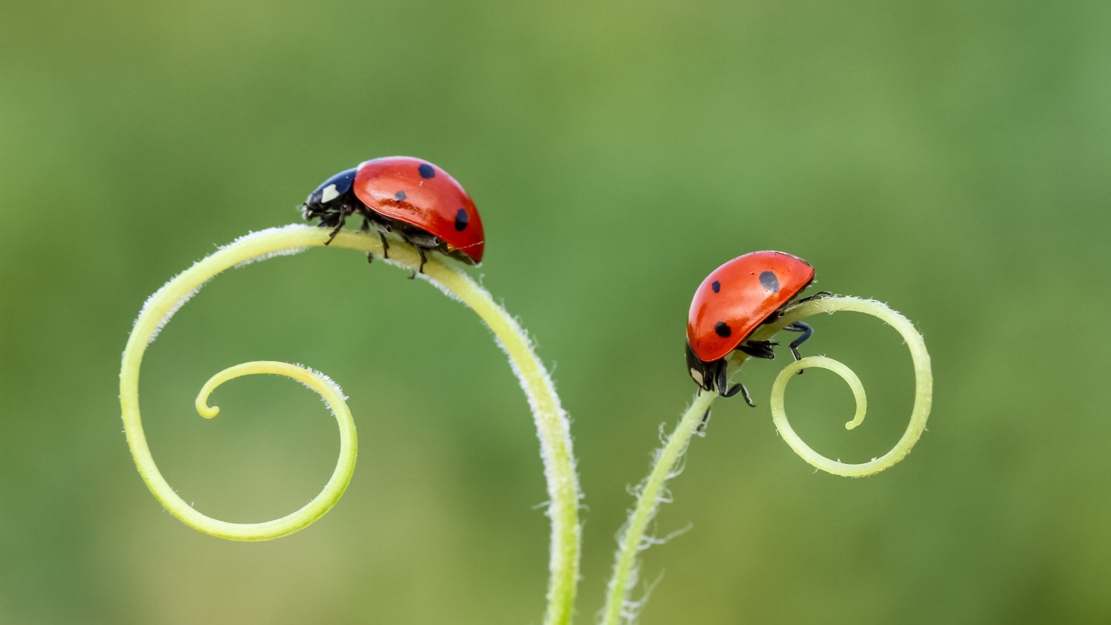 Two ladybugs meander along a green twig, their tiny red shells contrasting beautifully against the verdant backdrop, creating a picturesque scene of nature's delicate balance and harmony.