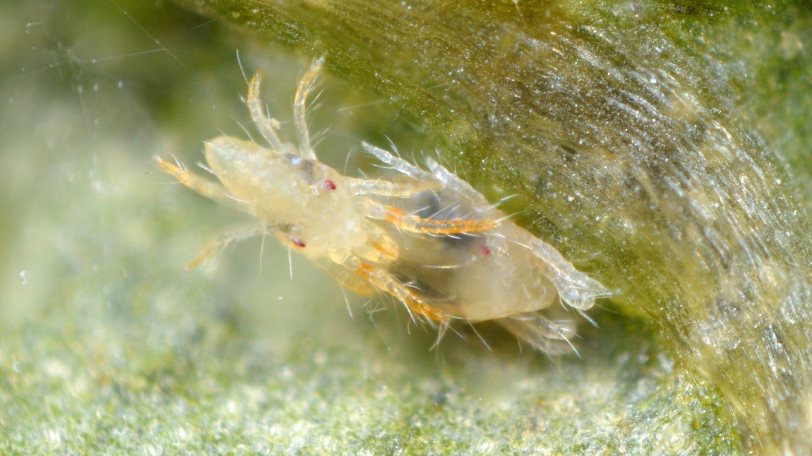 A close-up of spider mites, tiny pests with translucent bodies, crawling amidst delicate threads of their web, weaving intricate patterns as they move.