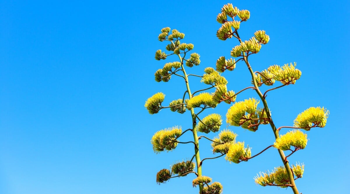 Two vibrant agave flowers, with sunshine yellow and lime green color, reach skyward against a canvas of clear blue sky. Their long, slender stems stand tall and proud, topped with whimsical, spiky blooms that resemble colorful bottle brushes.