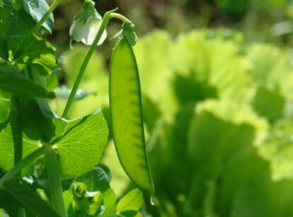 Type of Pea in Garden