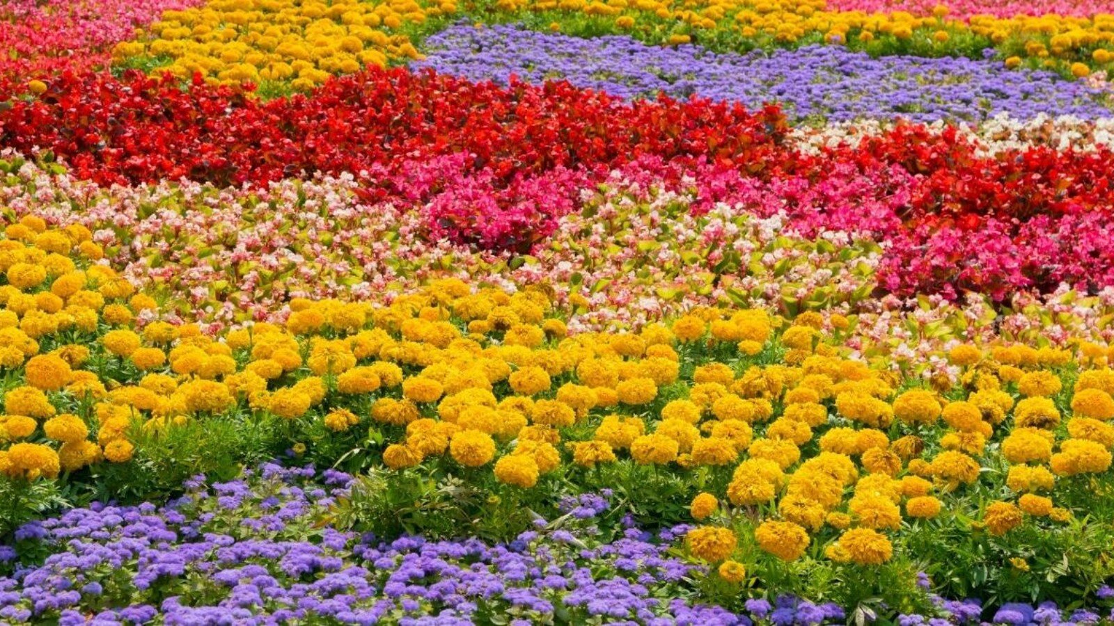 Types of Flowers in Garden