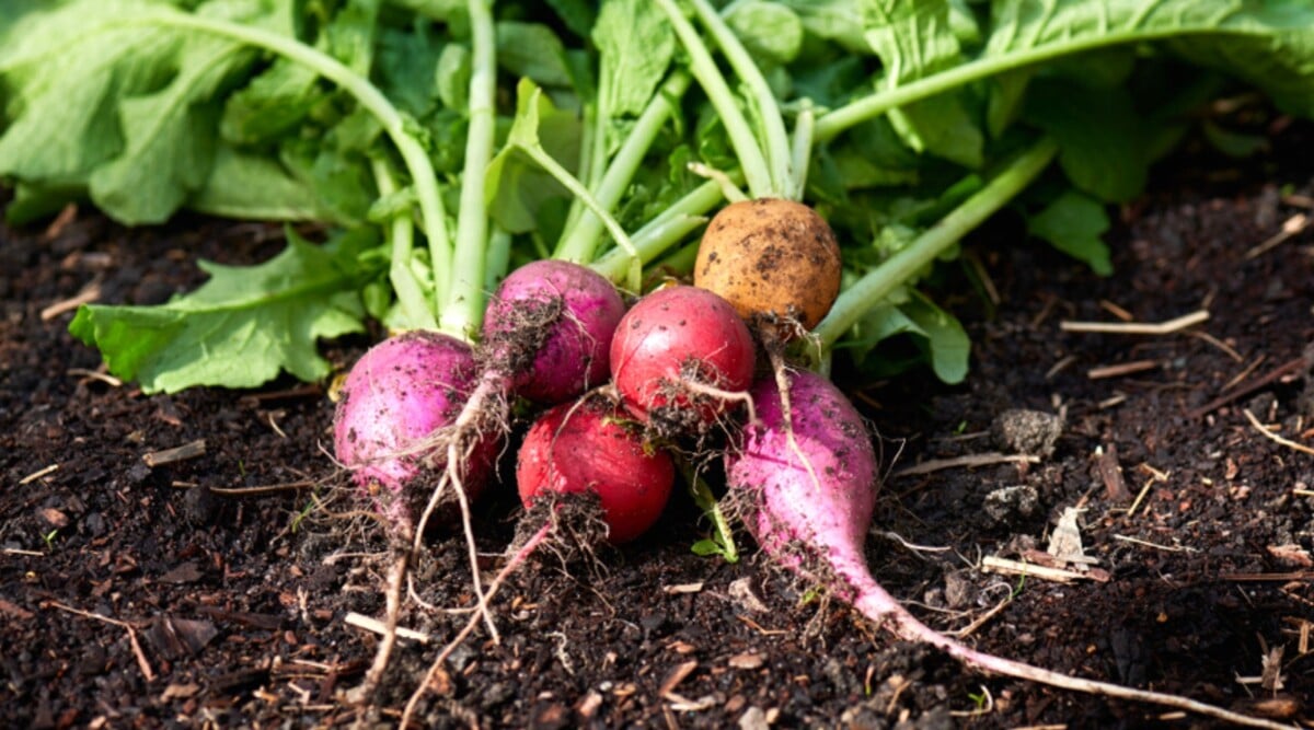 types of radishes