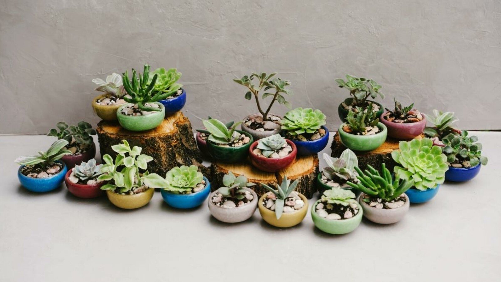 Different Types of Succulents on Table