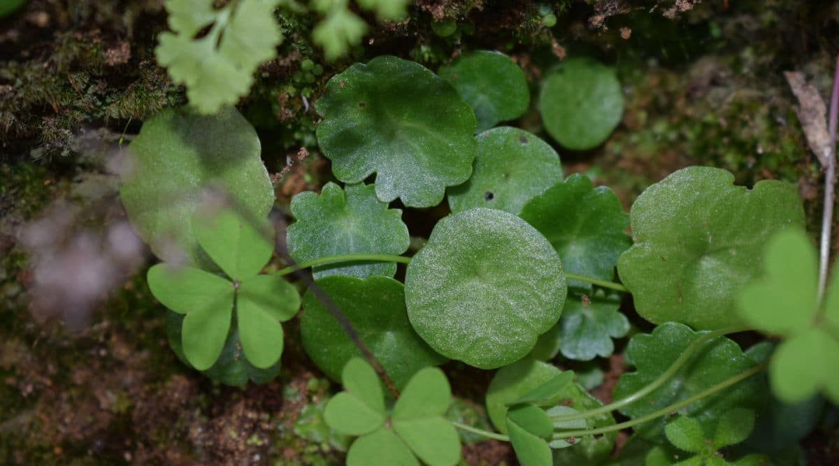 Navelwort Plant in Shaded Area