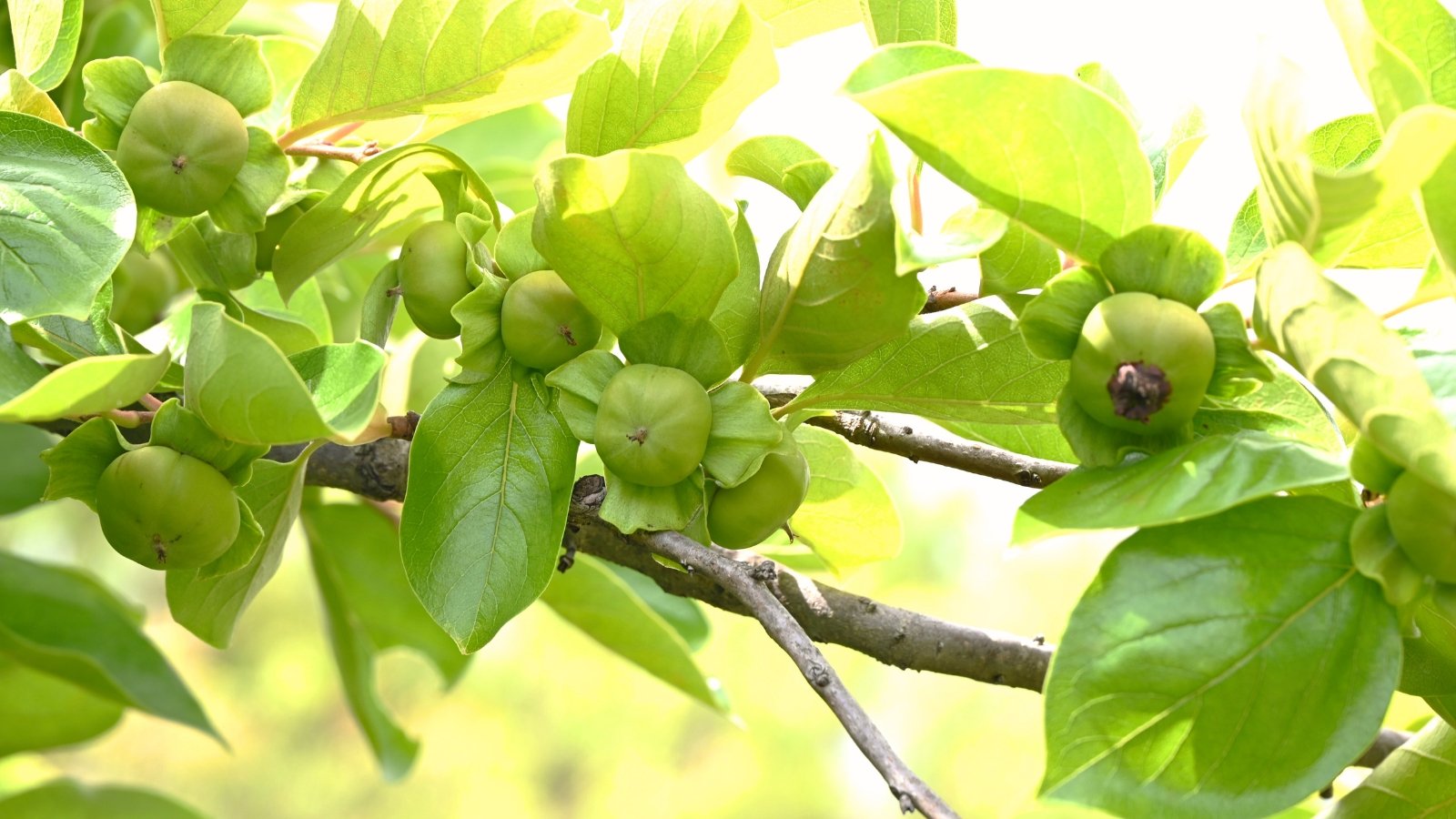 Pale green unripe fruits with a smooth, slightly glossy surface hang from a slender branch among broad, deep green leaves.

