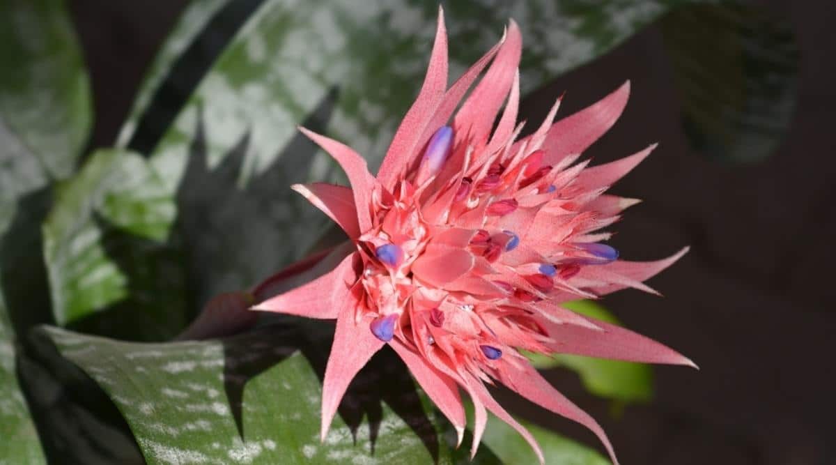 Urn Plant