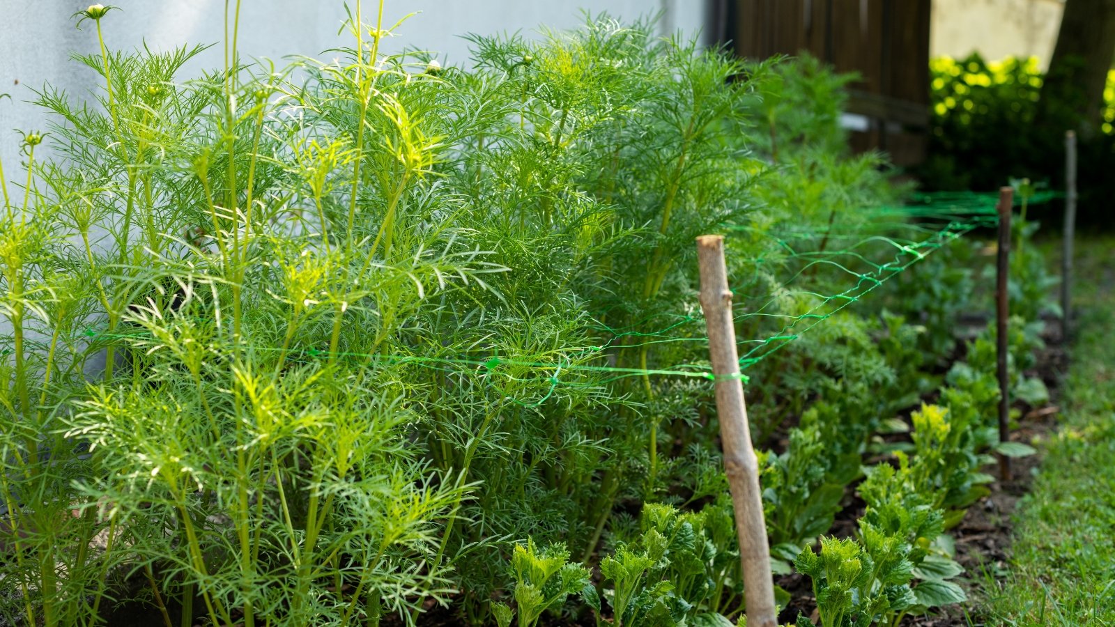 A garden bed bursting with cosmos plants, cradled by plastic netting, offering support to the delicate stems as they sway gracefully in the gentle breeze.