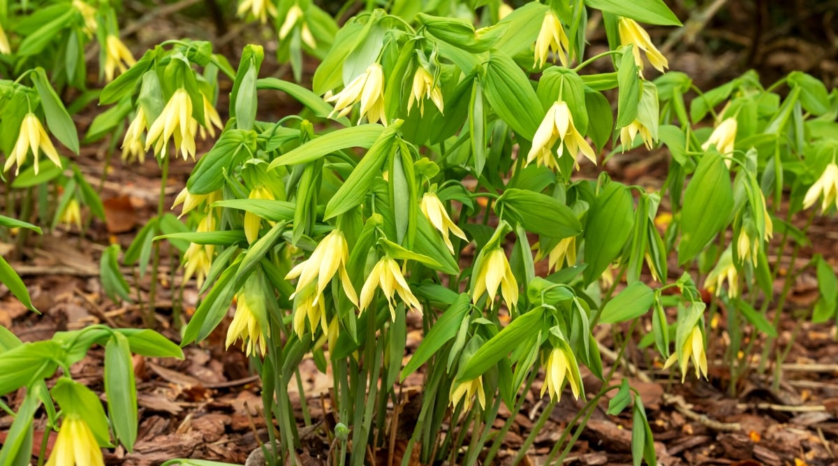 Close-up of Uvularia grandiflora flowering plants in the forest. Uvularia grandiflora, commonly known as large-flowered bellwort or merrybells, is a perennial wildflower native to eastern North America. The plant has slender stems, with a single bell-shaped flower at the top of each stem hanging down. The flowers are bright yellow and quite large. The leaves are alternate, oblong-lanceolate. They have a smooth texture and dark green color. The leaves are arranged along the stems.