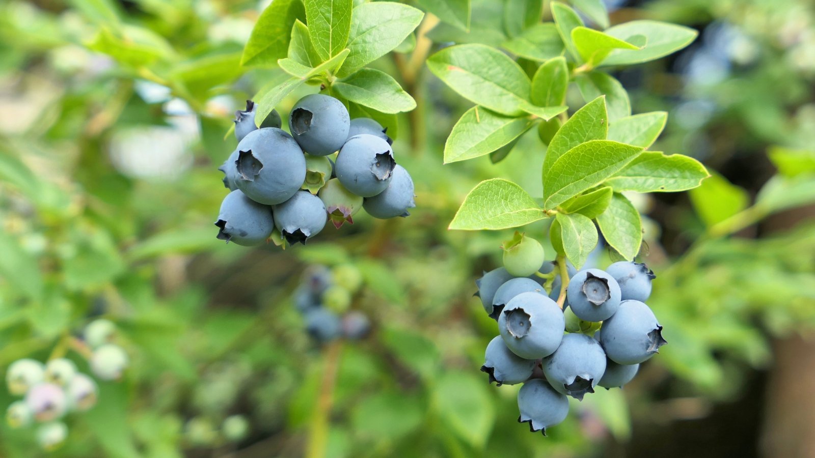 Vaccinium 'Sunshine Blue' displays compact, evergreen foliage tinged with shades of bronze, and produces small, blue blueberries.