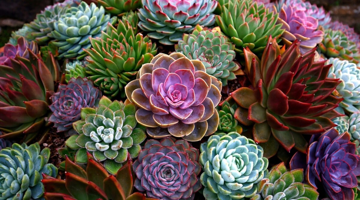 A close-up of small succulents featuring an array of vibrant leaves, showcasing diverse hues of green, pink, and red. Each succulent leaf exhibits unique textures, shapes, and sizes, creating a visually rich and lush composition, enticing with natural beauty.