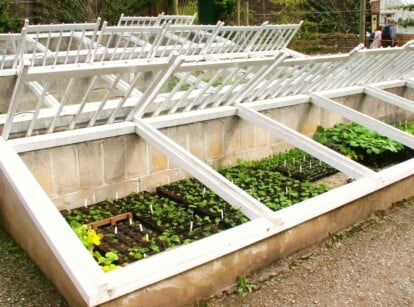 A large cold frame with an open top displays rows of neatly-arranged cold-hardy vegetables.