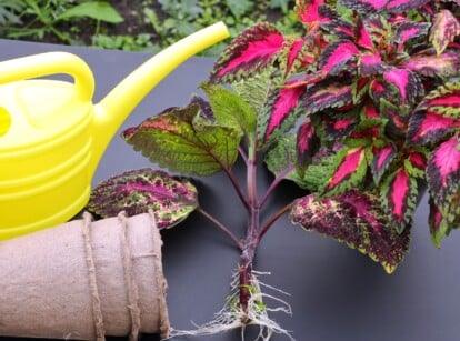 A coleus plant rests on a gray outdoor table, displaying vivid pink leaves edged in green and deep purple. Adjacently, brown paper pots are neatly stacked, accompanied by a yellow watering can, poised for gardening tasks.