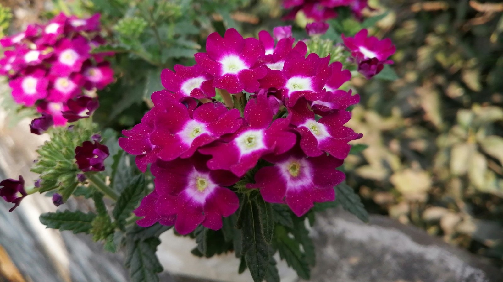 A bunch of purple verbena flowers nestled among lush, deep green leaves, with another cluster visible in the background, adding layers of color and texture to the scene.