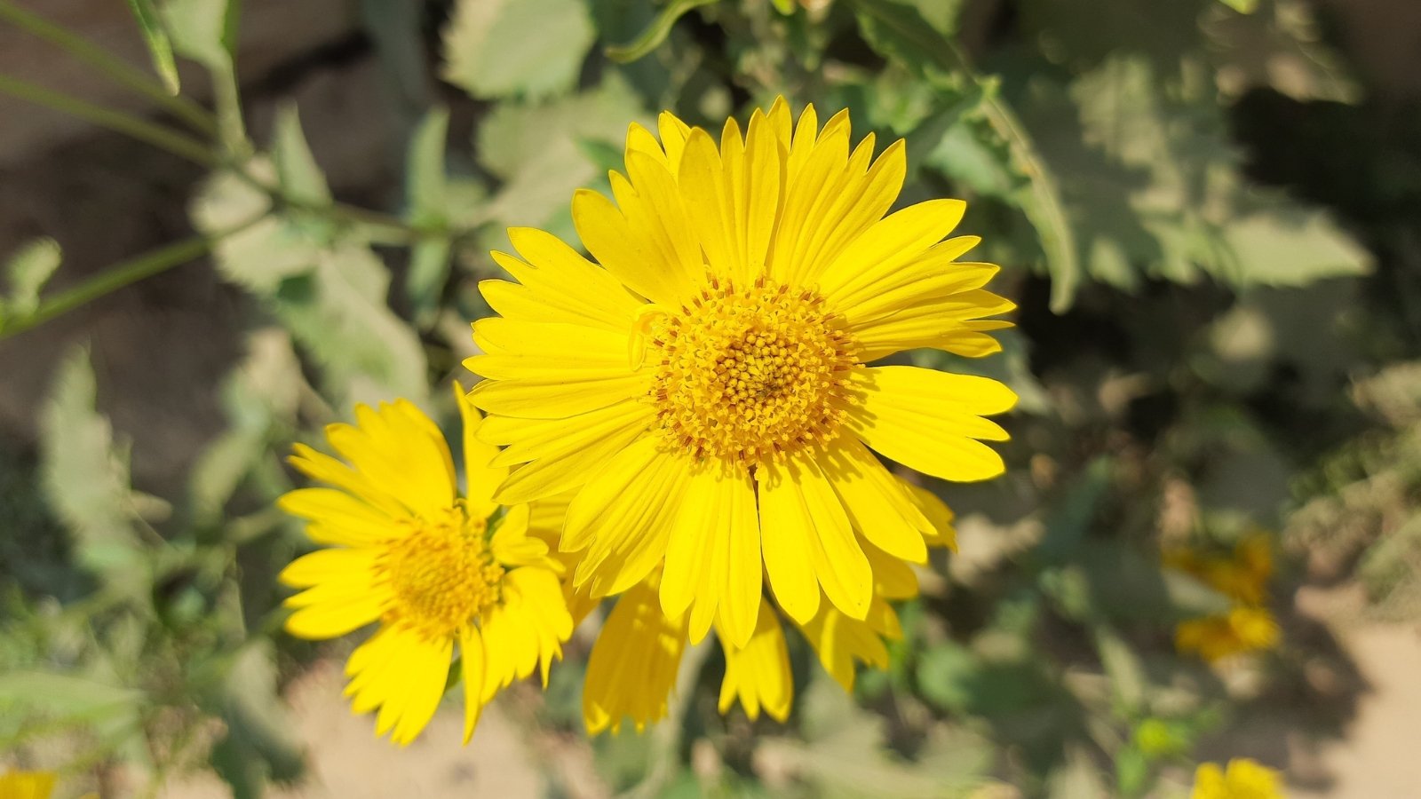 Bright yellow daisy-like flowers with rounded petals and a dark center grow on thick green stems with large leaves.