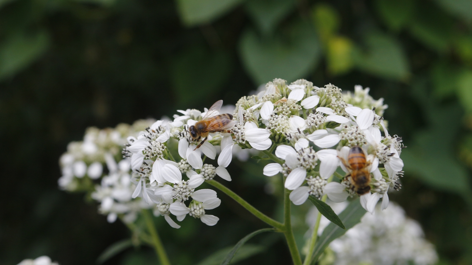 A white, flat-topped flower cluster with small, individual blooms is visited by a tiny insect in a green field.