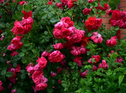 A vibrant climbing rose bush with delicate pink flowers blooms against a backdrop of textured brick. The soft petals contrast beautifully with the rough surface, creating a charming scene of nature nestled against urban architecture.