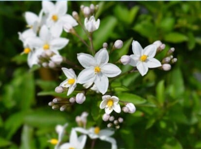 vines with white flowers