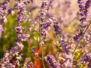 A close-up of Russian sage highlights its long and thin stems featuring whorls of tubular purple flowers. Sunlight streams through the flowers, giving them an ethereal effect.