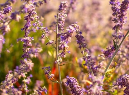 A close-up of Russian sage highlights its long and thin stems featuring whorls of tubular purple flowers. Sunlight streams through the flowers, giving them an ethereal effect.