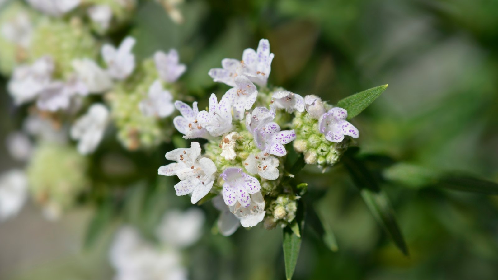 A close-up of mountain mint flowers, showcasing delicate white petals adorned with purple dots, surrounded by green leaves. In the background, a soft blur reveals additional mountain mint blooms and verdant foliage, creating a picturesque natural scene.