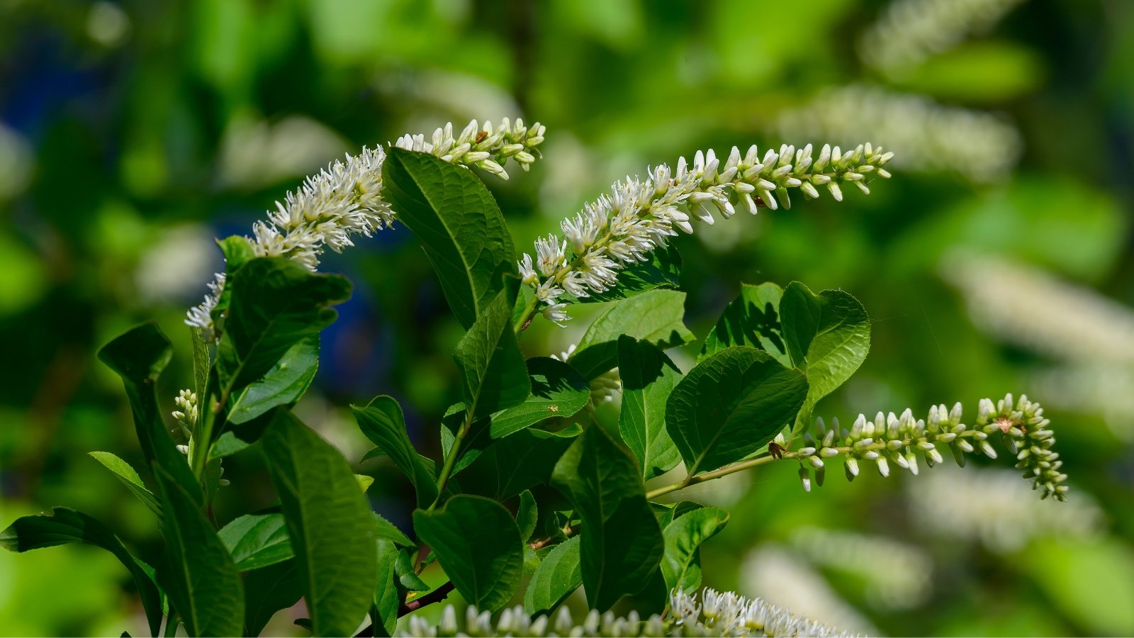 A Virginia sweetspire shrub up close, its slender white flowers basking in sunlight among green leaves, offering a delicate and serene sight in the garden's embrace.