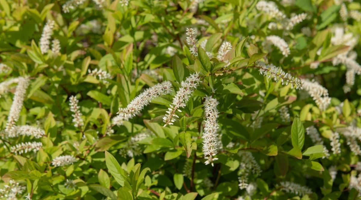 Virginia Sweetspire