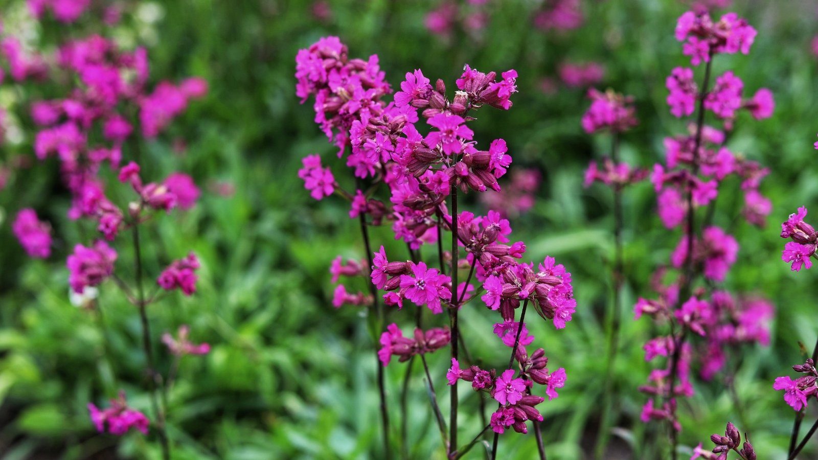 Clusters of purple flowers rise proudly amid a blurred backdrop of lush greenery, a striking contrast of colors and textures in the natural landscape.