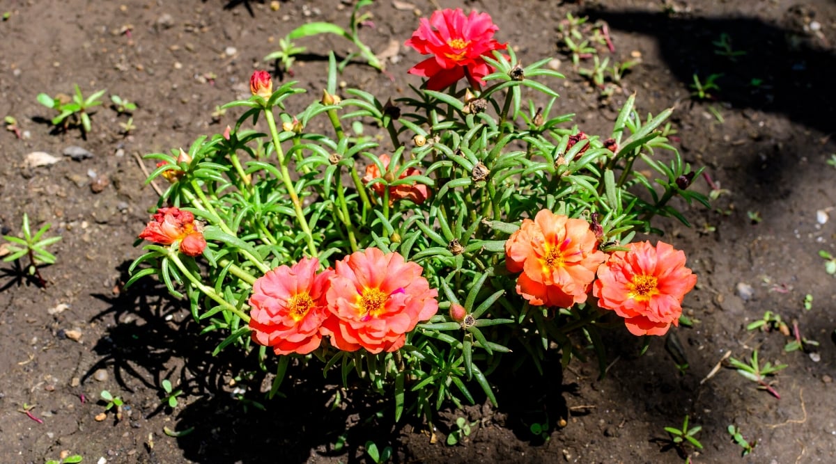 Five vibrant pink Portulaca blooms gracefully, showcasing their delicate petals and lush green leaves. Nearby, promising Portulaca buds wait eagerly to reveal their splendor. All thriving in rich, dark soil, creating a picturesque garden scene.
