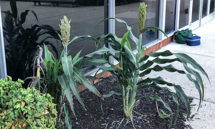 Volunteer sorghum