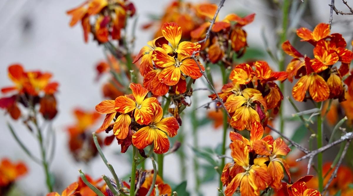 Wallflower