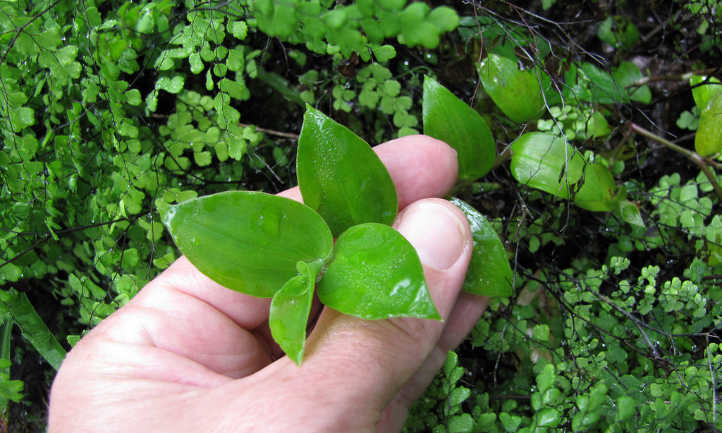 Wandering gypsy leaves