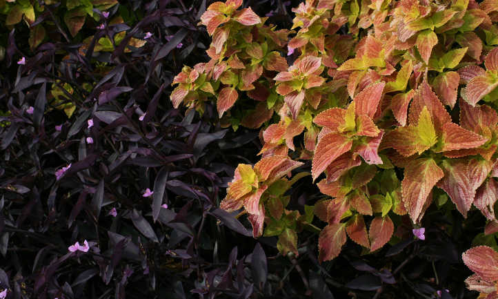 Wandering jew and coleus